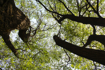 acacia trees in the forest, tree branches and sky