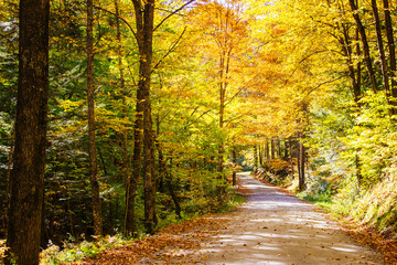 Autumn fall foliage leaves in the Vermont countryside. along a country road. Colorful trees and forests in the changing seasons of New England.