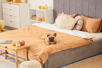 Cute French bulldog lying on bed in bedroom with autumn decorations