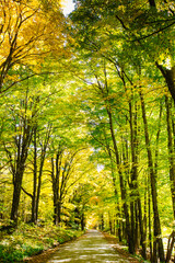 Obraz premium Autumn fall foliage leaves in the Vermont countryside. along a country road. Colorful trees and forests in the changing seasons of New England.