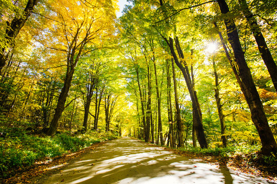 Autumn fall foliage leaves in the Vermont countryside. along a country road. Colorful trees and forests in the changing seasons of New England.