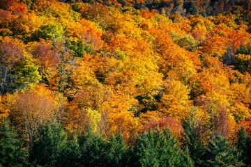 Autumn fall foliage leaves in the Vermont countryside. Colorful trees and forests in the changing seasons of New England.