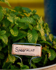 Mint plants growing in colorful pots.
