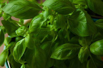 Basil leaves close up