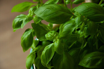 Basil leaves close up