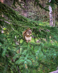 Munching squirrel