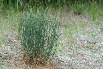 Seedlings of wild fescue meadow narrow leaved grasses. Herbaceous plant festuca pratensis poaceae family of spherical shape. Green leaves of ball fescue. Idea with oat grass for planting. Ground cover