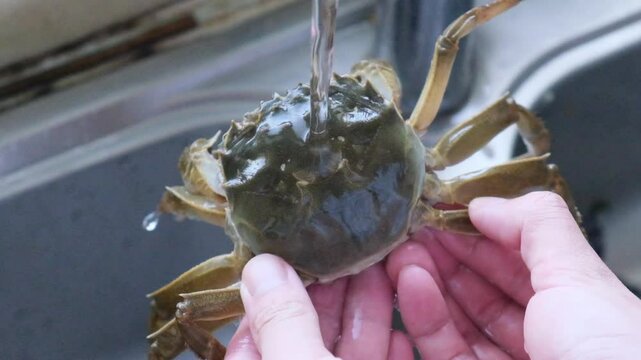 hand wash Chinese mitten crab under water