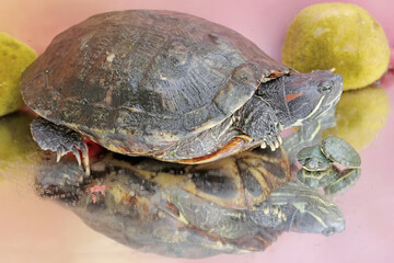 An adult red-eared slider tortoise sunbathes while guarding her two babies. This reptile has the scientific name Trachemys scripta elegans.