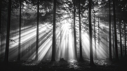 Obraz premium Striking black and white photo of a dense forest with sun rays piercing through trees set against a solid black background creating an ethereal atmosphere