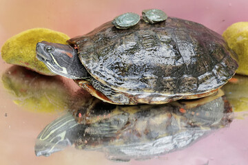 An adult red-eared slider tortoise sunbathes while guarding her two babies. This reptile has the...