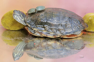An adult red-eared slider tortoise sunbathes while guarding her two babies. This reptile has the...