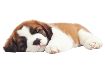A cute, sleeping puppy with fluffy fur, exuding a sense of peace and innocence, perfect for pet-themed projects.