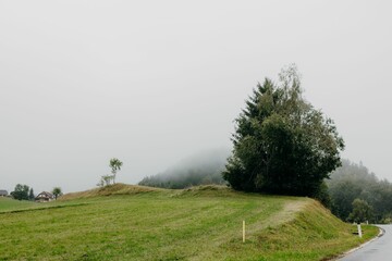 Fototapeta premium Green meadow and a tree by a rural road with a misty forest in the background