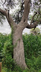 Obraz premium Tecomella Undulata tree trunk, Rohida tree 
