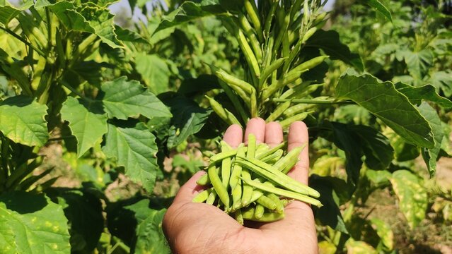 Cluster beans pods in the hand, close up view