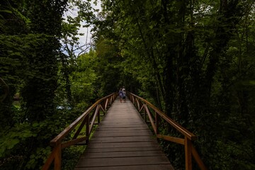 Fototapeta premium Wooden bridge in a lush green forest