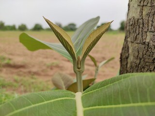 Teak (Tectona Grandis) tree growing leaves, low angle view, Sagwan tree leaves