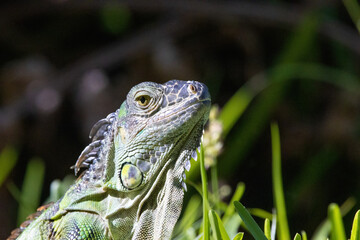 green iguana on grass