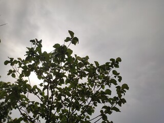 Teak (Tectona Grandis) tree  branches, low angle view, Sagwan tree branches with cloudy sky