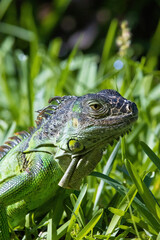 green iguana on grass