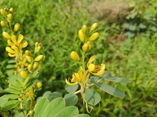 Alexandrian Senna wild flowers, blossoming yellow flowers of Alexandrian Senna plant,, close up view