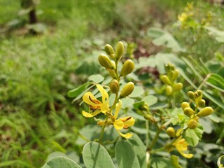 Alexandrian Senna wild flowers, blossoming yellow flowers of Alexandrian Senna plant,, close up view