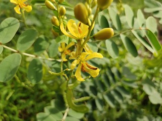 Alexandrian Senna wild flowers, blossoming yellow flowers of Alexandrian Senna plant,, close up view