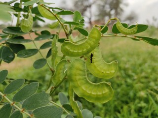 Alexandrian Senna plant pods, close up view, wild plant Alexandrian Senna 