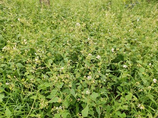 Flowering wild grass field, wild grassland