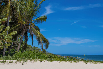 beach with palm trees on tropical holiday island 