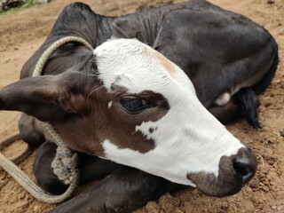 Cow baby sitting in the field, cute cow baby close up view
