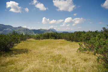 Fototapeta premium Magnificent view of mountains, Alps in Austria, beautiful green valley with trees and grassy plain