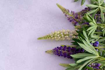 Naklejka premium Lupine flowers. Purple pink buds plant. Petal floral background. Lupinus wild flower