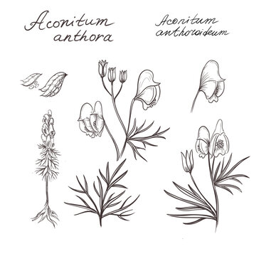 Aconitum anthora, variously known as anthora, yellow monkshood, or healing wolfsbane, is a yellow flowering plant species of the genus Aconitum in the family Ranunculaceae