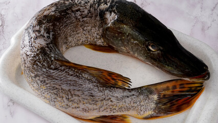 large cleaned fish: pike on a white tray, ready for preparing fish bleu   