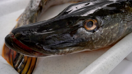  large cleaned fish: pike on a white tray, ready for preparing fish bleu                            