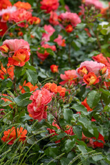 Obraz premium Orange pink rose bud in the garden. Flower red petals bush flowerbed. Red roses outdoor