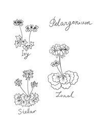 Pelargonium, geranium plants - sketch, illustration on white background