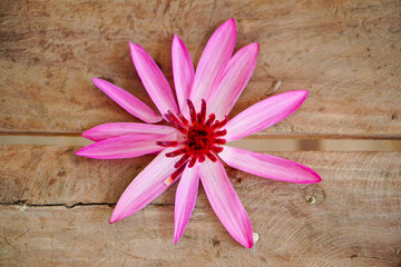 Pink lotus flower on wooden table background.Flat lay.