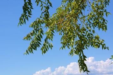空と謎の実です。食べられるかも分かりません。