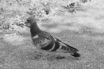 道端にたたずむ鳩（pigeon）の姿