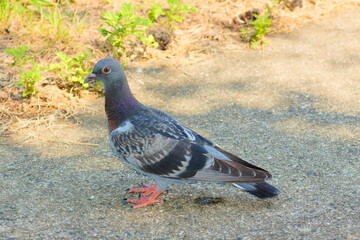 集中して何かを探している鳩（pigeon）