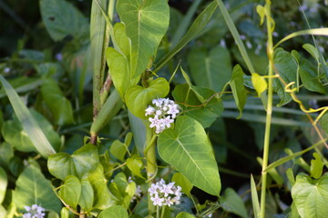 夏空に映える、ガガイモ（Metaplexis japonica）の花