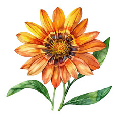 Watercolor drawing of Gazania, isolated on a white background, and Gazania vector