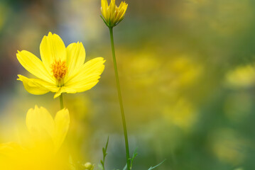 夏に咲く暑さに強いコスモス　キバナコスモス