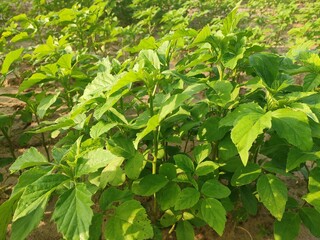 Green field of Cluster Beans crop, cluster beans crop plants in field