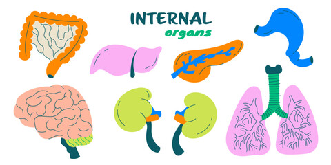 A set of human internal organs including the intestines, liver, brain, lungs, kidneys, pancreas and stomach. A colorful vector collection of separate internal organ elements