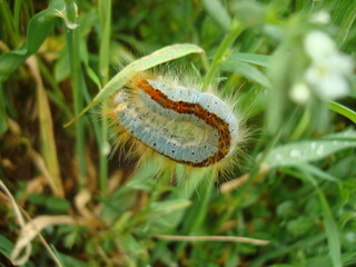 Close-up of a colorful caterpillar with a bright orange stripe and fine hairs, resting on green grass blades in a natural environment