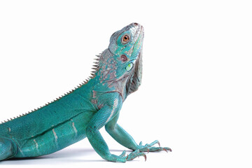 Blue Iguana isolated on white, blue Iguana Cyclura Lewisi, Grand Cayman Blue Iguana